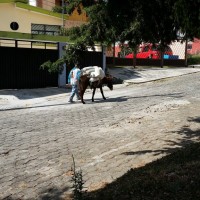 Man And Donkey In Puebla Mexico